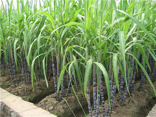 Diploma Course in Sugarcane Productivity & Maturity Management